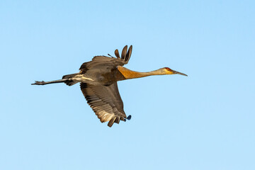 A sandhill crane, Antigone canadensis, flies against a clear, pale-blue sky at a wetland in Culver,...
