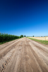 unpaved road with different plants growing on the side of the road