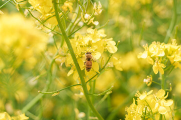 little bee on rape flower