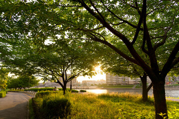 西から差す木漏れ日