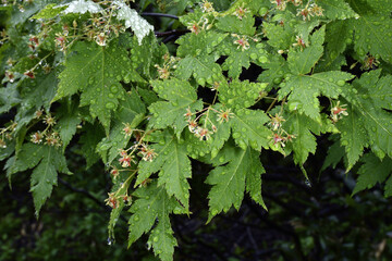 ミネカエデ（北海道・大雪山）

