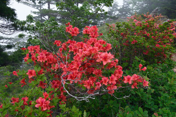 ヤマツツジの群落（北海道・アポイ岳）
