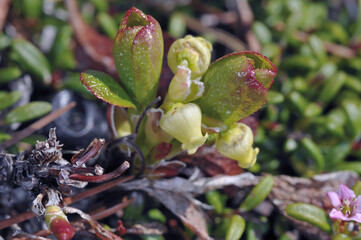 ウラシマツツジの花（北海道・大雪山）
