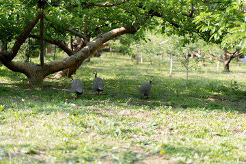 Guinea fowl free-range walking in the yard