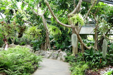 impressive tree and plants in tropical garden