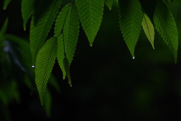雨に濡れた新緑のイメージ