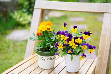 庭の椅子に置かれた花の鉢　ガーデニング