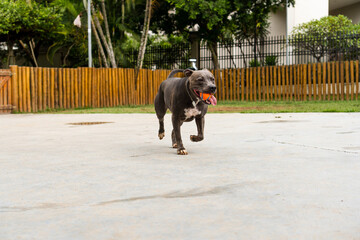 Pit bull dog walking and playing in the park. Green grass and wooden stakes around. Cloudy day....