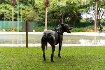 Pit bull dog walking and playing in the park. Green grass and wooden stakes around. Cloudy day. Blue nose pit bull. Selective focus