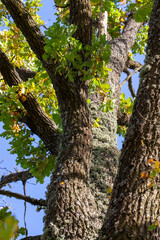 Obraz premium deciduous trees growing in the park in the summer