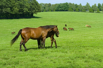 Horses on a horse farm