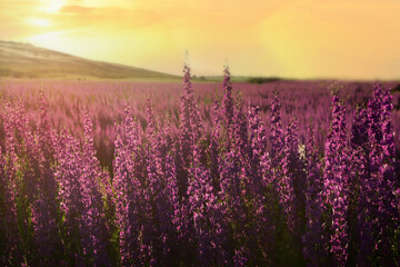 Obraz premium Magnificent flowering of lilac delphinium flowers at sunset