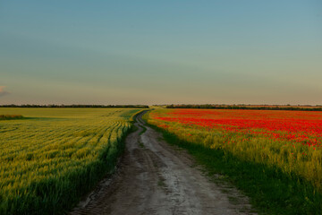 Obraz premium Dirt road among blooming spring, summer fields 