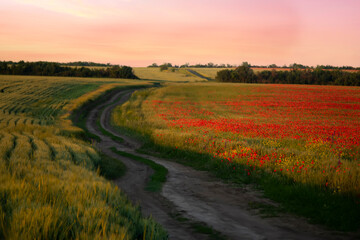 Dirt road among blooming spring, summer fields at sunset.