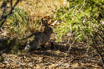 Young Rabbit Hiding in the Shade