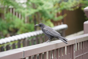 京都の伏見の伏見であい橋のカラス