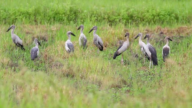Asian Openbill Stock bird in the middle of a field on a natural background. Bird. Animal.