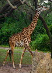 giraffe eating grass