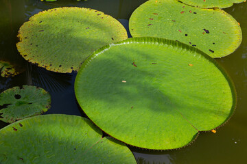Victoria is a genus of water-lilies, in the plant family Nymphaeaceae, with very large green leaves...