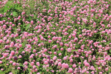 無数に咲いているピンク色の「センニチコウ」