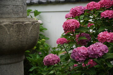 Obraz premium 奈良のならまちの元興寺の紫陽花