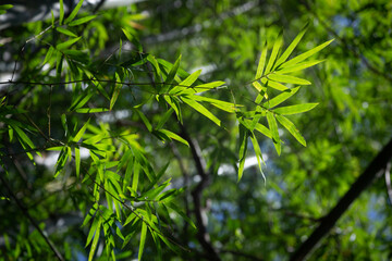 Wallpaper image of green bamboo leaves in sunlight in the middle of a natural bamboo forest.