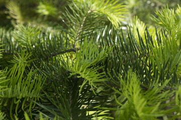fir tree close up. Green branches of fir tree .