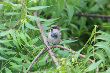 Little cute house sparrow on the branch of green neem tree branch
