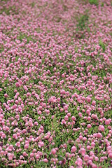 Naklejka premium 無数に咲いているピンク色の「センニチコウ」
