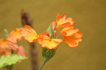 orange color little flowers on green plant of garden