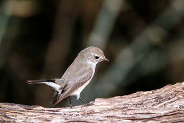 The Asian Brown Flycatcher on a branch