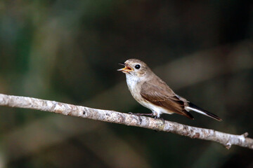 The Asian Brown Flycatcher on a branch