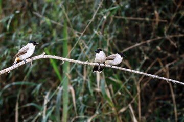 The Sooty-headed Bulbul on a branch