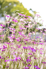 アグロステンマ　花　紫　Agrostemma　flower perple