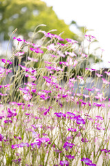 Obraz premium アグロステンマ 花 紫 Agrostemma flower perple