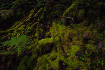 green moss at the base of a tree in the tropical cloud forest in winter time in the green mountains of Costa Rica
