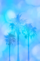 Fototapeta na wymiar 青い木洩れ日と椰子の木、爽やかな夏のイメージ