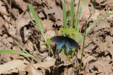 Butterflies