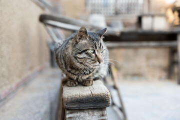 Obraz premium cat resting in the yard