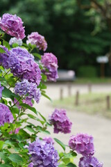 京都府立植物園の紫陽花
