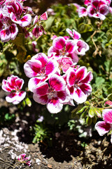 pink and white flowers
