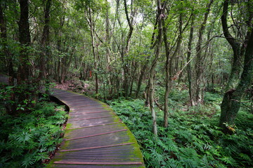 Fototapeta premium fine boardwalk in the gleaming sunlight