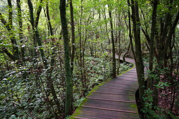 Obraz premium mossy trees and boardwalk in summer forest