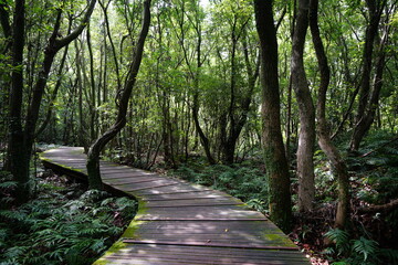 fine boardwalk in the gleaming sunlight