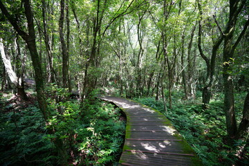 fine boardwalk in the gleaming sunlight