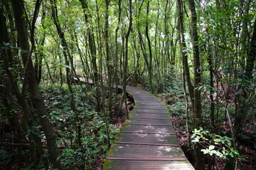 Obraz premium fine boardwalk in the gleaming sunlight