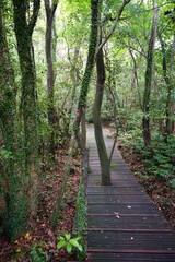mossy trees and boardwalk in summer forest