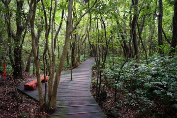 bench in deep forest