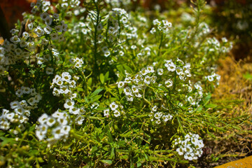 flowers in the garden