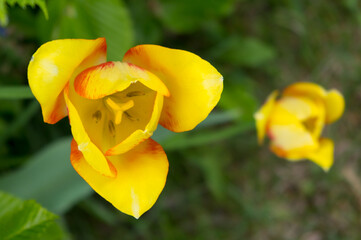 A popular decorative plant called Tulip. Latin name Tulipa.